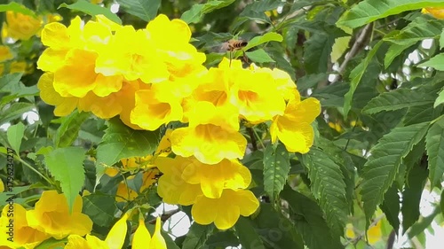 yellow flowers in the garden