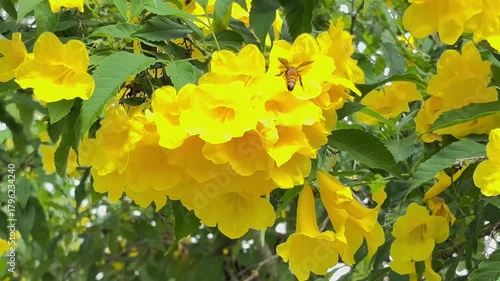 yellow flowers in the garden