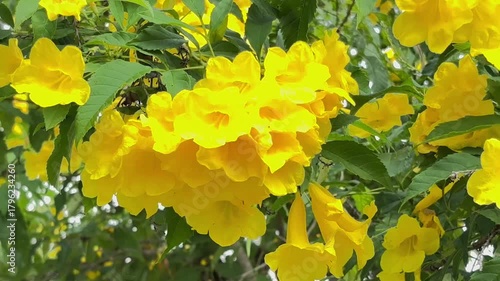 bee on yellow flower