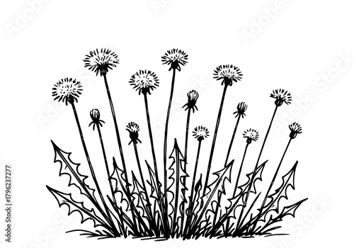 Wild dandelion hand drawn simple sketch vector illustration