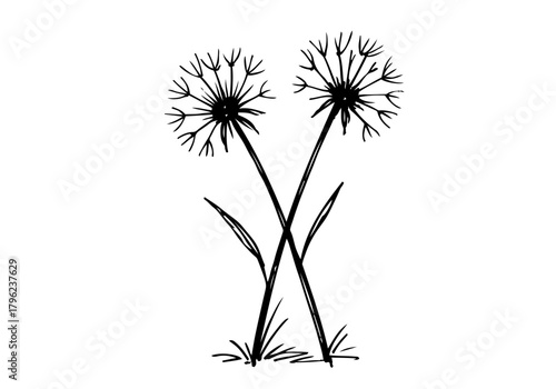 Wild dandelion hand drawn simple sketch vector illustration