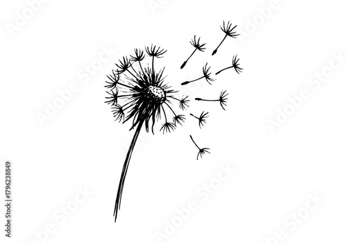 Wild dandelion hand drawn simple sketch vector illustration
