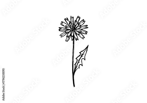 Wild dandelion hand drawn simple sketch vector illustration