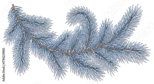A detailed illustration of a frosty blue fir tree branch, perfect for winter and holiday designs.