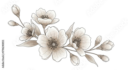 Elegant sepia-toned sketch of a floral branch with blooming flowers and buds, a delicate botanical illustration.