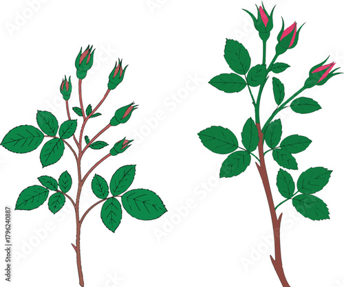Two rose bush stems with leaves and buds on transparent background botanical