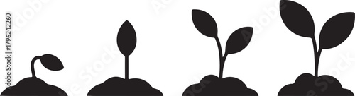 Sprout growing plant seedling nature process stages growth development