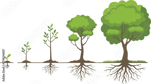 Tree growth stages from sprout to full grown tree with roots and foliage cycle