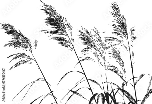 Reed grass sketch, hand drawn silhouette of tall wild reeds swaying in wind — stock vector