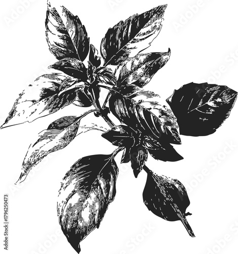 Basil leaves sketch hand drawn botanical illustration with detailed foliage — stock vector