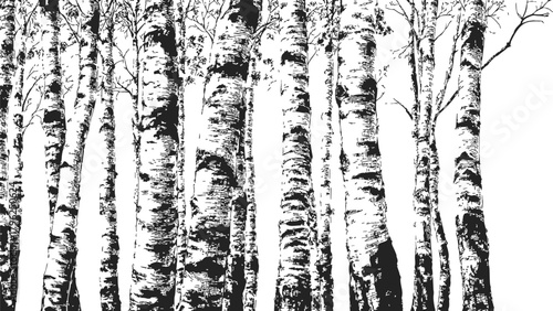 Birch trees sketch hand drawn black and white forest trunks vertical composition — stock vector