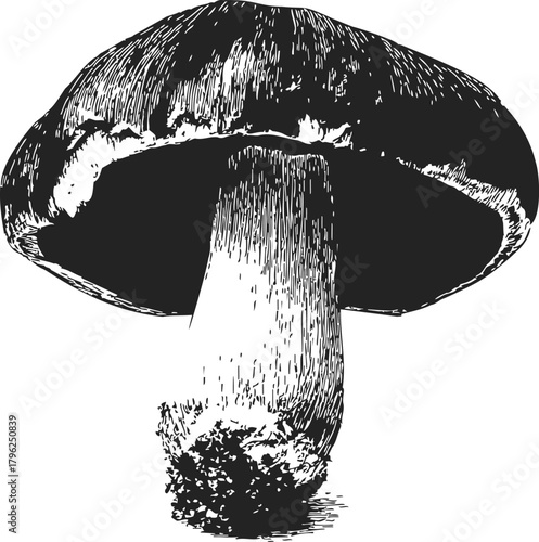 Mushroom sketch hand drawn black and white botanical illustration — stock vector