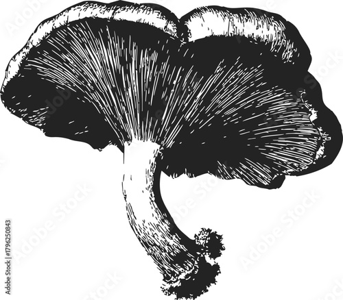 Mushroom sketch hand drawn vintage botanical illustration with detailed cap and stem — stock vector