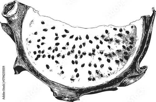 Dragon fruit slice sketch, hand drawn detailed pitaya with seeds and textured rind — stock vector