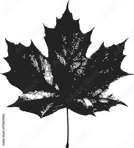 Maple leaf sketch hand drawn silhouette with textured details — stock vector