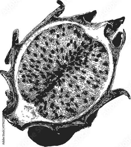 Dragon fruit half sketch hand drawn detailed cross section with seeds — stock vector