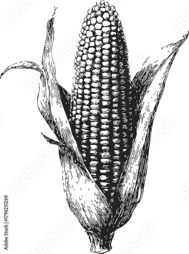 Corn cob sketch hand drawn detailed ear with husk botanical illustration — stock vector