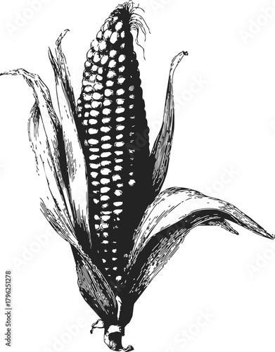 Corn cob sketch hand drawn detailed maize ear with husk isolated — stock vector