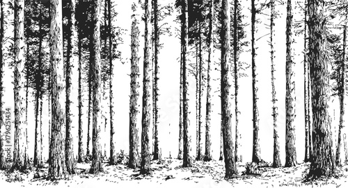 Forest trees sketch, hand drawn pine woodland landscape, black and white scene — stock vector