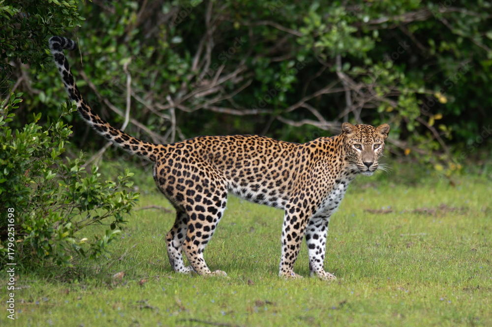 Fototapeta premium The Sri Lankan leopard - Panthera pardus kotiya - Ceylon leopard