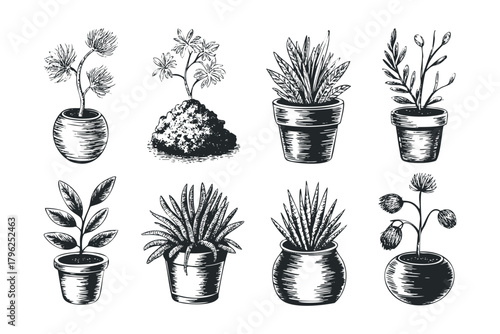 Collection of eight potted plants in a linocut style