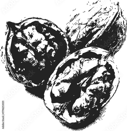 Walnut hand drawn sketch, whole and cracked nuts in black and white — stock vector