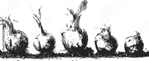 Onions sketch hand drawn vegetables with roots in soil, black and white line art — stock vector