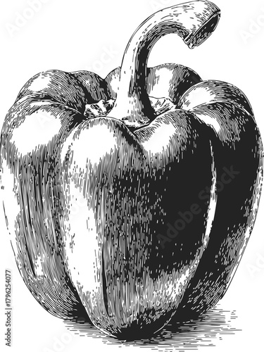 Bell pepper sketch hand drawn detailed vegetable illustration with textured shading — stock vector