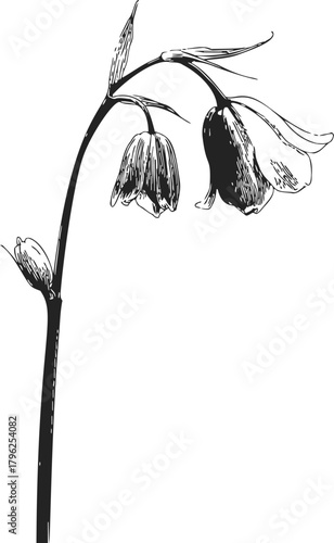 Bellflower sketch hand drawn black and white botanical stem with drooping blossoms — stock vector
