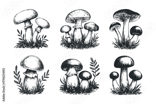 Six botanical drawings of mushrooms and foliage
