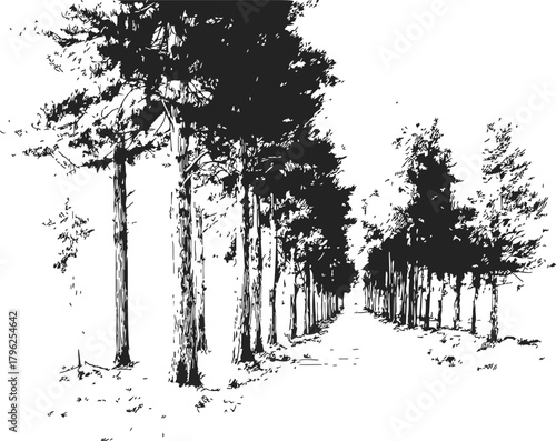 Tree lined path sketch, hand drawn avenue with tall trees forming canopy — stock vector