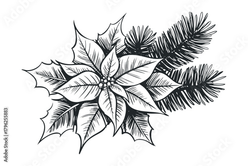 Poinsettia and Pine Branch Hand Drawn Graphic