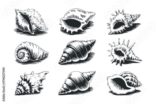 Collection of Hand Drawn Seashells in Black and White Sketch
