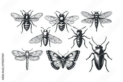 Engraved Insects Collection Butterfly Dragonfly Beetle Bee Wasp