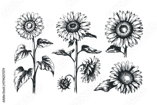 Detailed sketch of sunflowers in various stages
