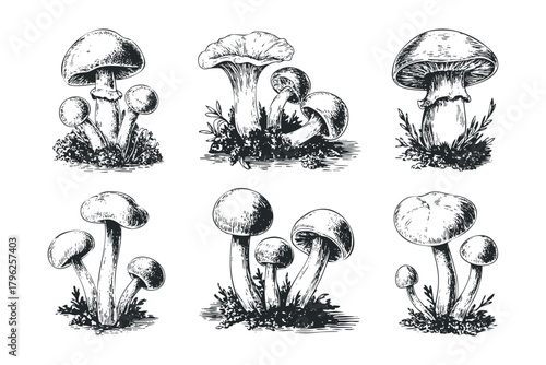 Six diverse mushroom varieties depicted in vintage style
