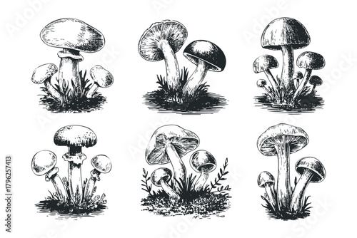 Six Black and White Mushroom Illustrations With Grass