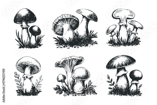 Sketch Drawings of Six Different Mushroom Growths