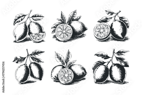 Six Vintage Style Lemon Sprigs with Leaves and Slices