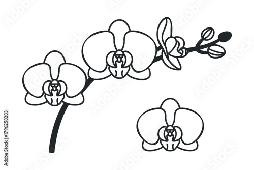 Orchid Flower Outline Graphic
