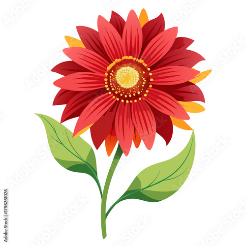 gaillardia aristata gallo flower on white background