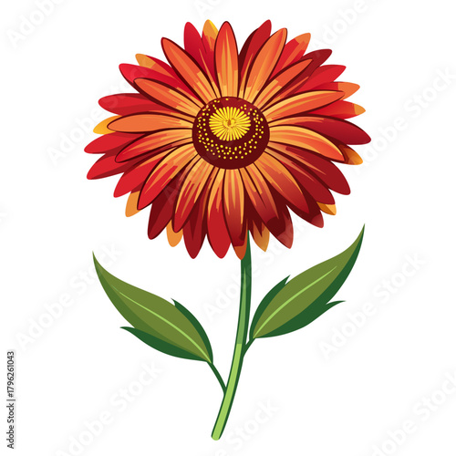 gaillardia silhouette on white background