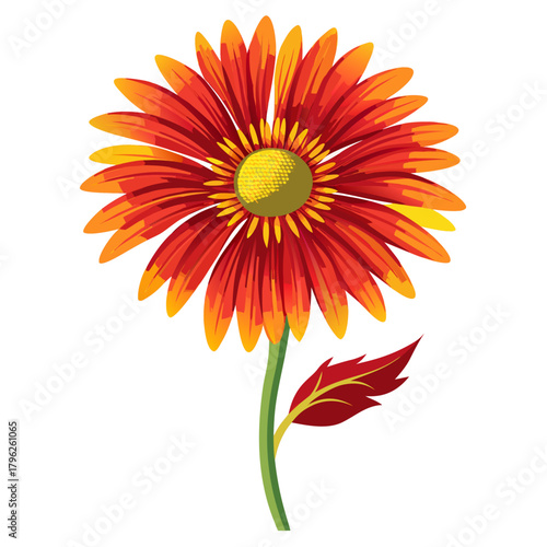 realistic gaillardia flower on white