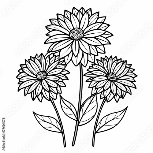 gaillardia line art on white background