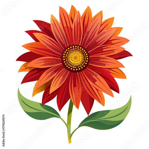 gaillardia on white background