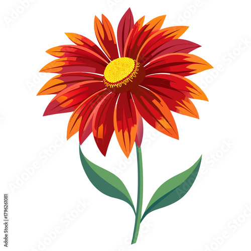 gaillardia flower on white background