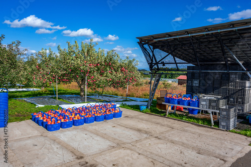 秋晴れの下、りんご園は収穫の最中
