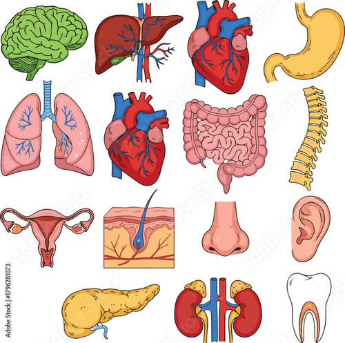 Human anatomy organs collection showing brain heart lungs stomach liver intestines kidneys uterus pancreas skin ear nose tooth detailed medical illustration