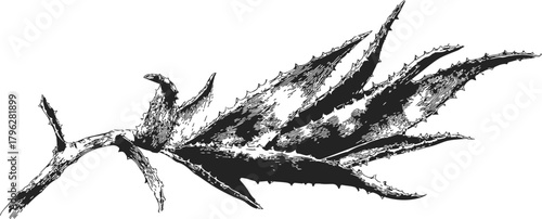 Aloe vera plant sketch, hand drawn botanical illustration with spiky succulent leaves — stock vector