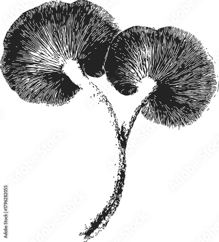 Mushroom gills sketch hand drawn botanical illustration with two caps and stems — stock vector